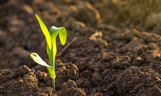 Corn Plant 